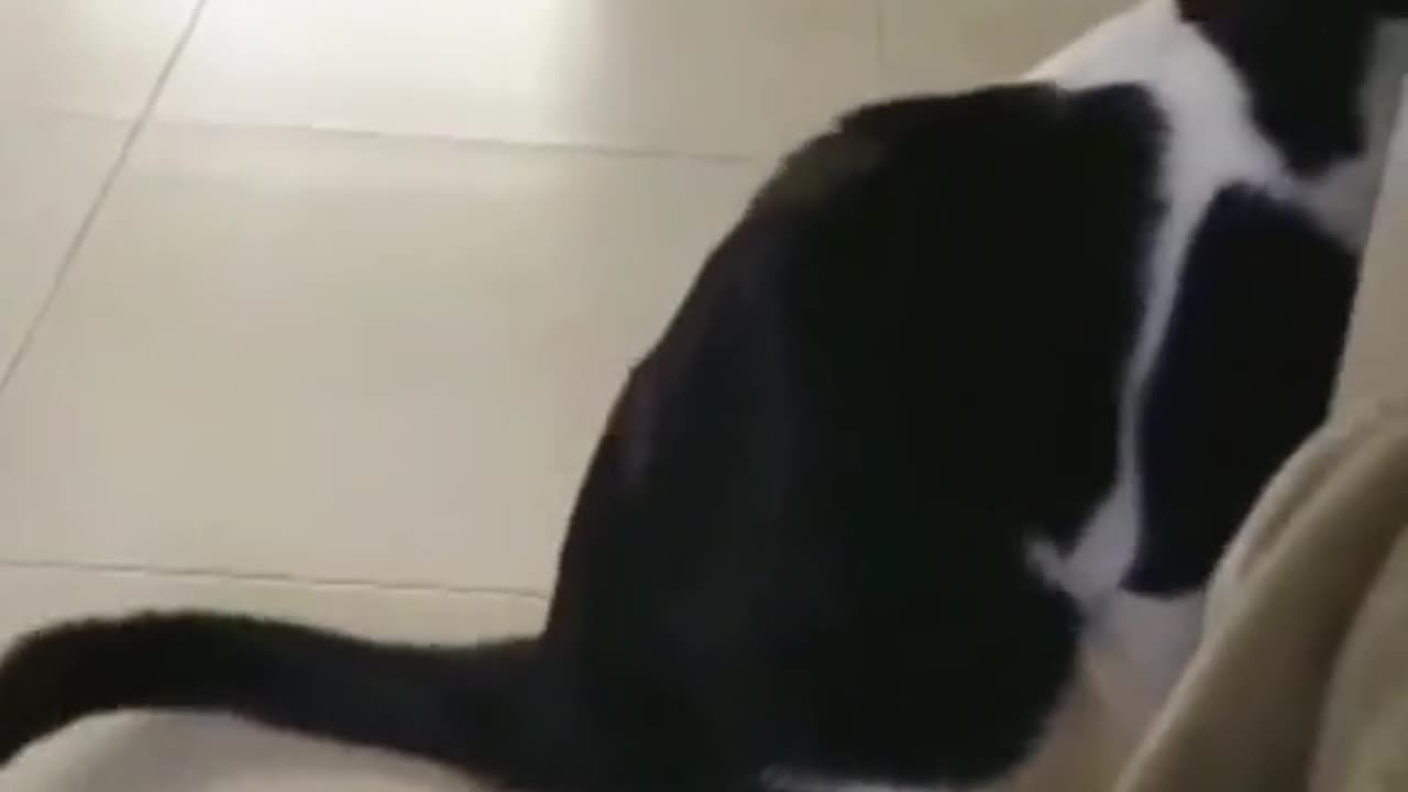 Funny Cute Animals Dog & Cat Cute Puppy Funny Video