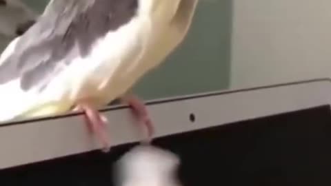 Beautiful Bird video