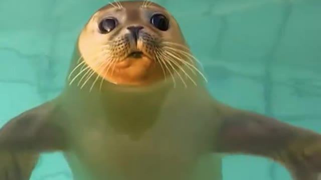 This seal is so cute