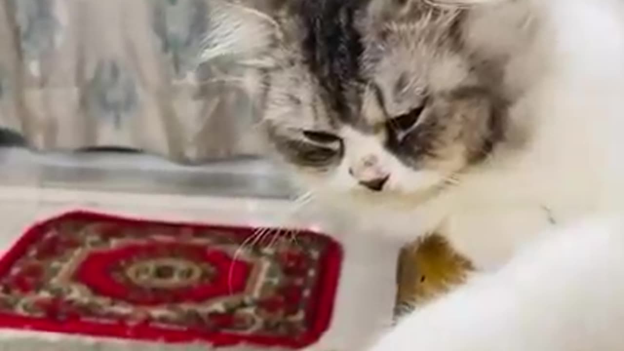CUTE cat