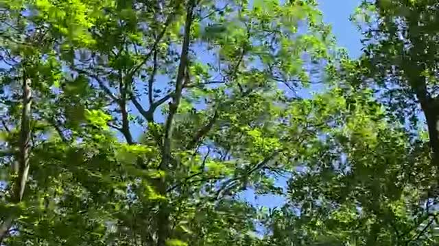 MESMERIZING AND TERRIFYING WINDSTORM