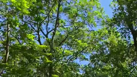 MESMERIZING AND TERRIFYING WINDSTORM