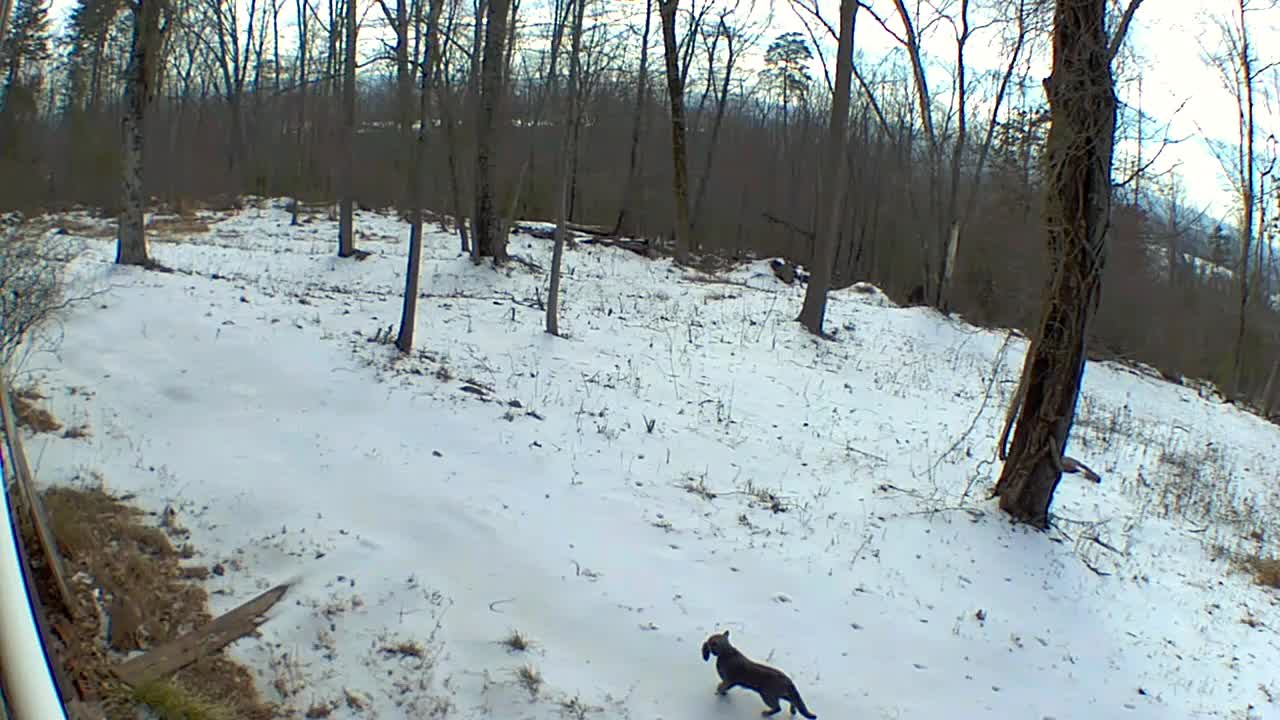 Female cougar running at night?