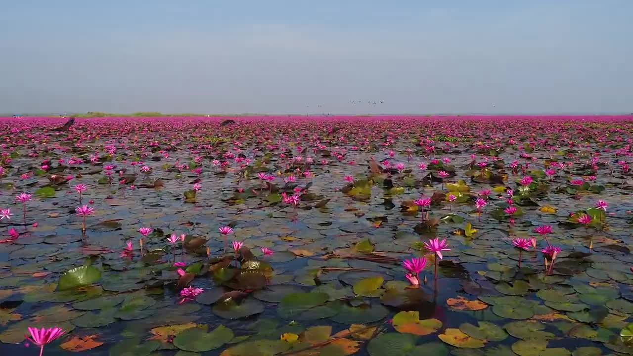 Beautiful scenery lake with flowers in Thailand 2022