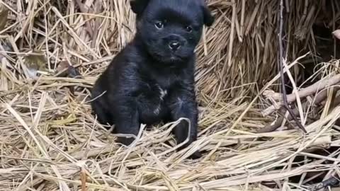 Playing in the straw