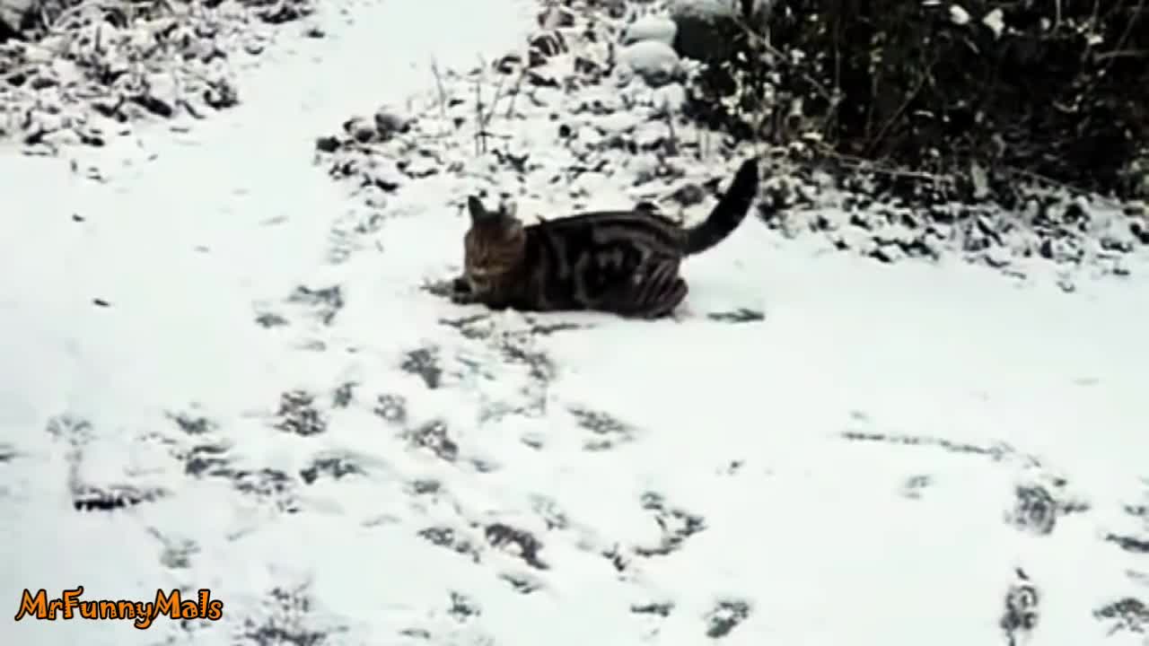 Gatinhos Descobrindo Neve Pela Primeira Vez 는。