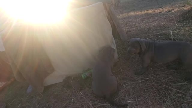 Keeping the puppy warm for yard time ⏲