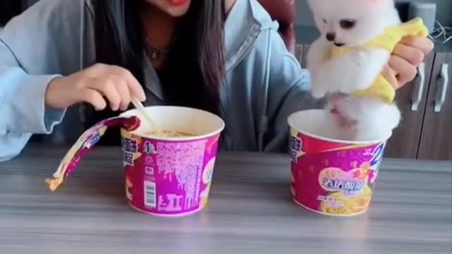 Cuteđ and Funny Pomeranianđș Videos