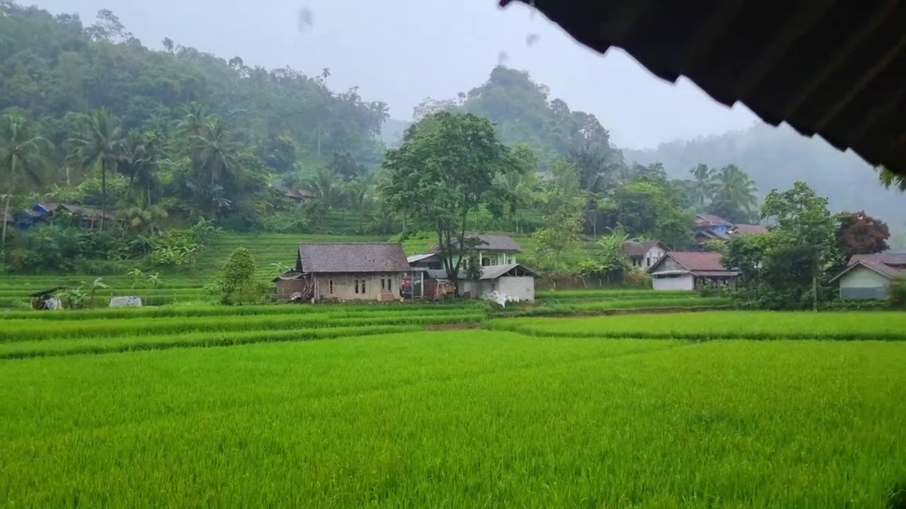 Walking in heavy rain and thunder _ rice field village _ Indonesia village of live