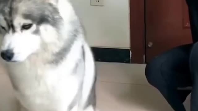 Clever Husky