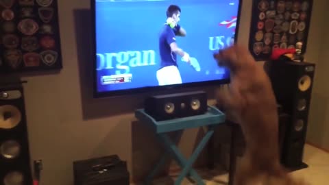 Top 10 of the fuuniest Golden Retriever video