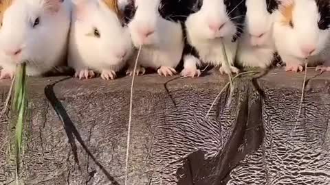 Pobreee, un cuy no tenía ni un poquito de comida 😂