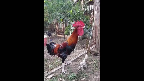 Try Not To Laugh Cats And Dogs Videos New Funny Animals Video 2024
