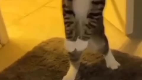 Cute and funny cat video.