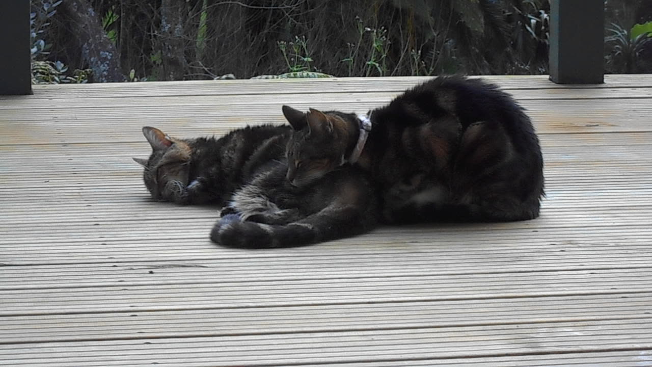 Two Lovely Tabby Sisters Relaxing on a New Deck