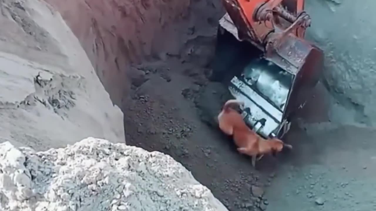 Dog save life