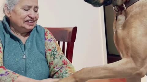 Dog love with grandmother