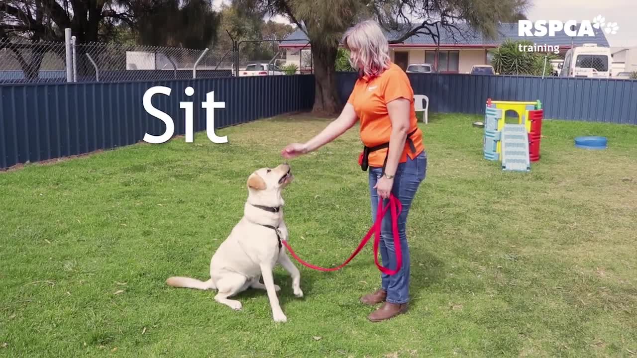 LESSON 1 OF A FREE DOG TRAINING SERIES: How to Teach Your Dog to Sit and Drop