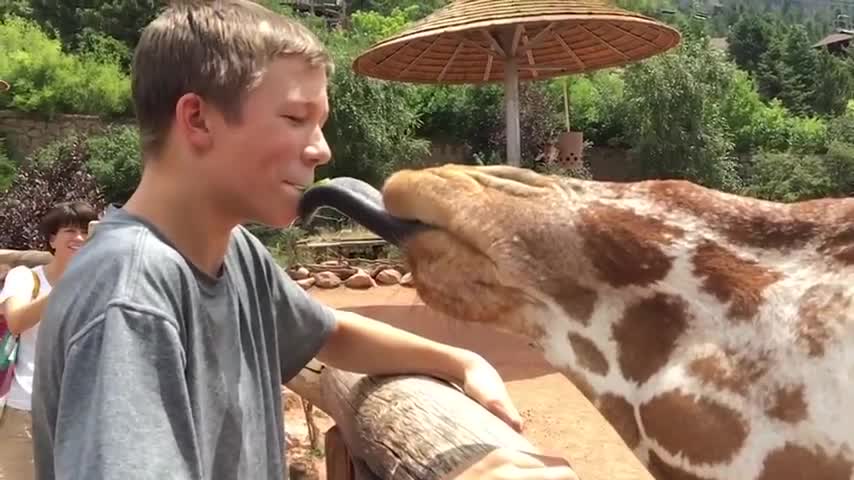 Funny Animals Reaction - Try Not To Laugh Shark With Baby