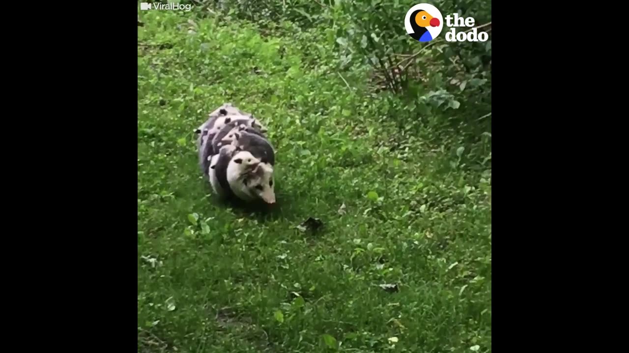 Possum Mom Carrying Babies is the Best Thing Ever | The Dodo