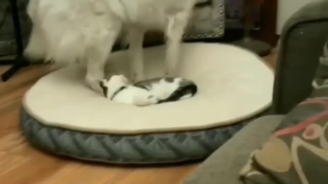 Cats & dogs # Funny shorts