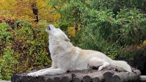 Wolf's Howl Gives You Goosebumps (the good kind)