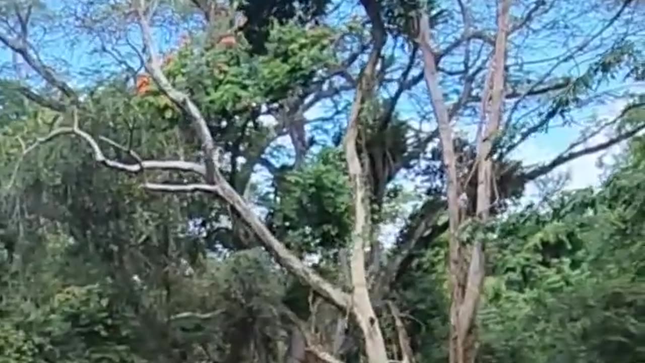 #comedy #jamaica #funny #donbonez #funnycomedy #jamaicajamaica #comedyfilms #viral #jamaicancomedy