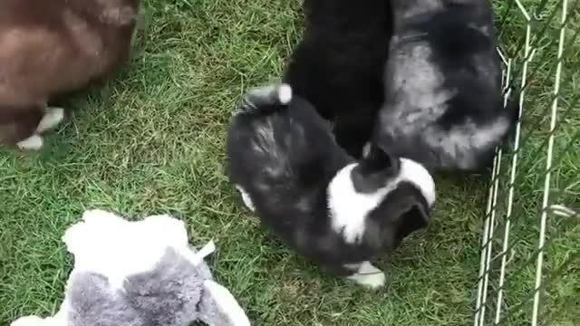 A group of cute puppies