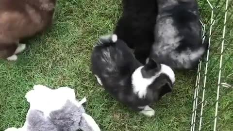 A group of cute puppies