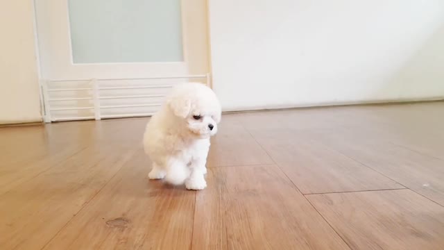 Pocket puppy is begging for my love 😍#shorts 😍