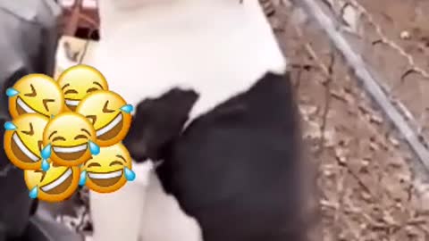 dog dancing