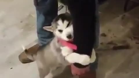 The super cute puppy hugged its owner's lap