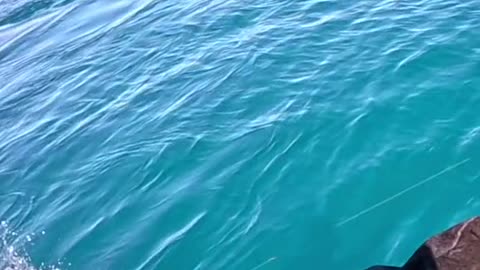 Greatest Fishing Videos of All Time Part 8