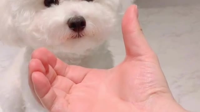 🐩Ara 아라쓰(역재생아님) #challenge @kitakaze @しふぉん🧸🍀 ❤️👍🏻 #킴미소 #이아라 #마이펫