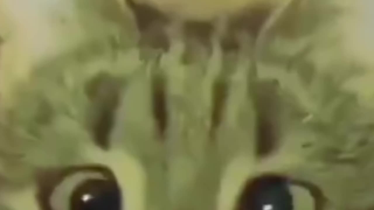 ¡Prepárate para Reír! Gatos Graciosos Haciendo Travesuras!