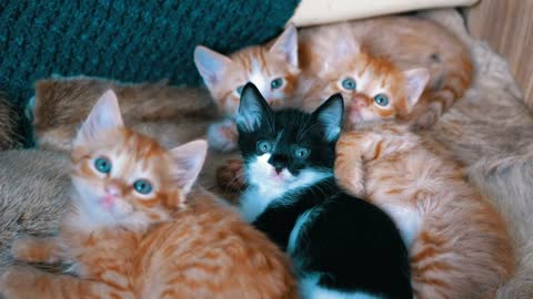 Little cats lying on an armchair