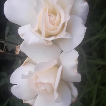 White roses