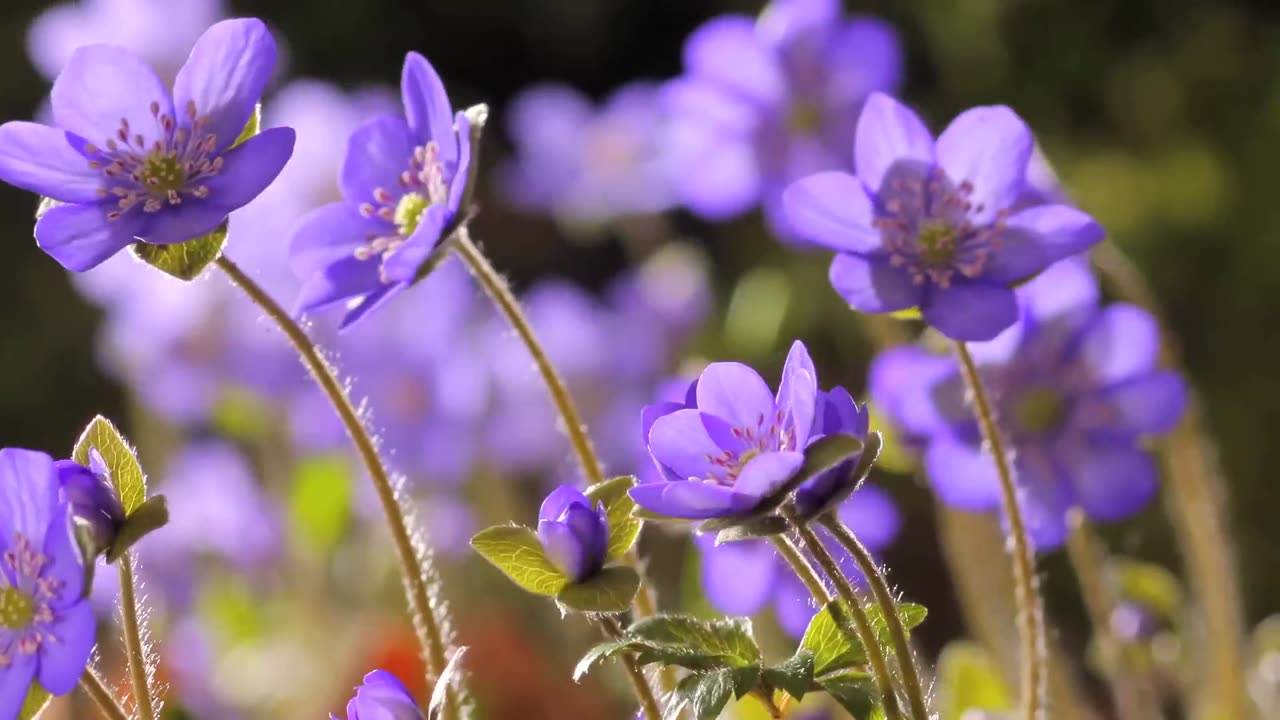 FLOWERS CAN DANCE!!! Amazing nature Beautiful blooming flower time lapse