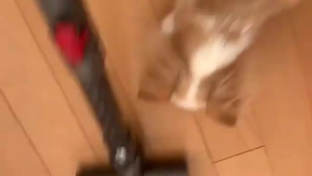Funny Dog Puppies 😂 These Funny 🐱 Dog Videos #shortsvideo #viral #shorts