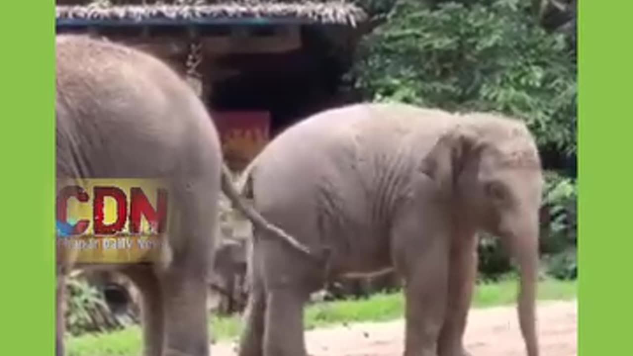 CRAZY ELEPHANT