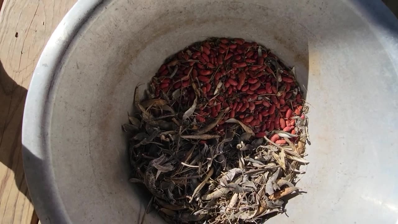 Growing Kidney Beans at Home