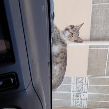 the cat on top of my car