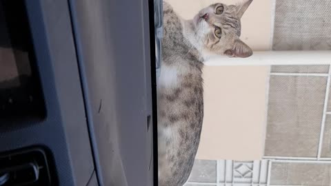 the cat on top of my car