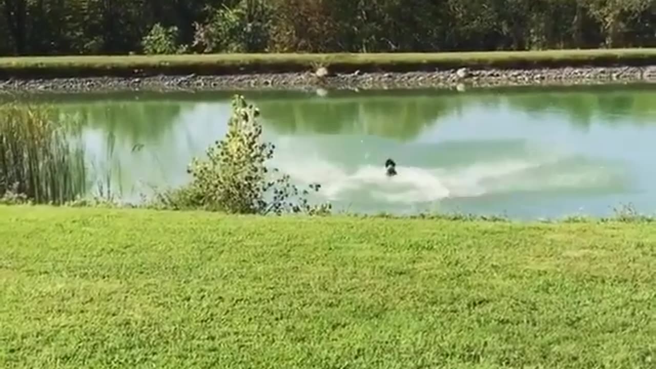 Funny Dog Jumps In Water