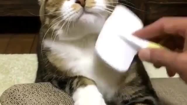 Combing looks comfortable