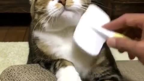 Combing looks comfortable