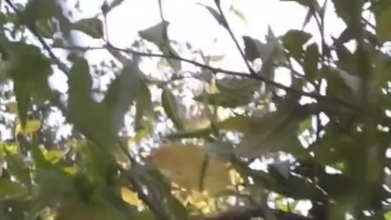 Try not to laugh 😂🤣😂 #14 short edition