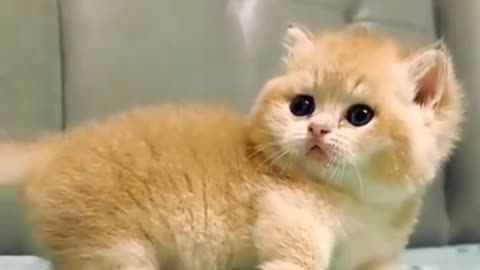 Cute cat funny