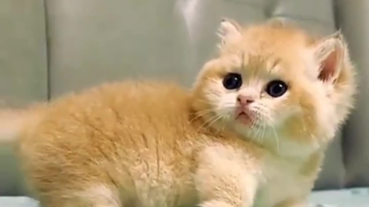 Cute cat funny