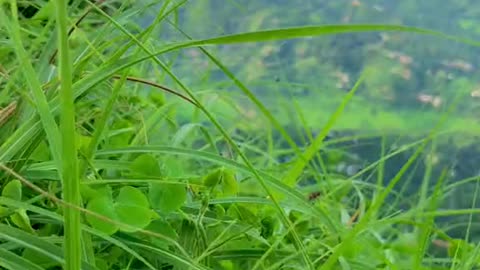 Shangla valley pakistan